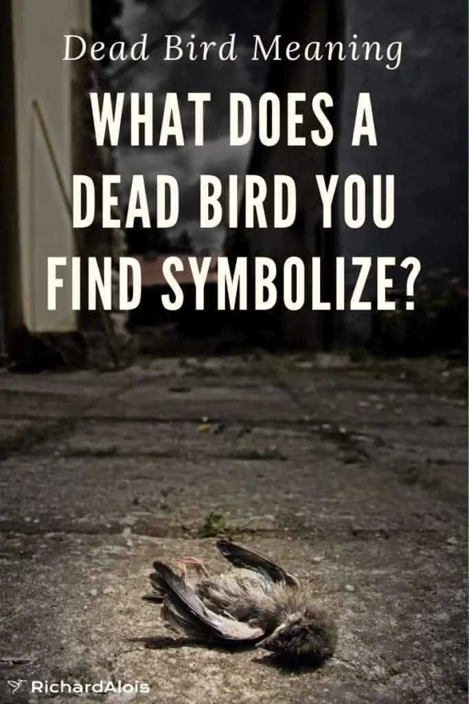 What Does a Dead Bird you find symbolize