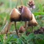 Psilocybe_semilanceata