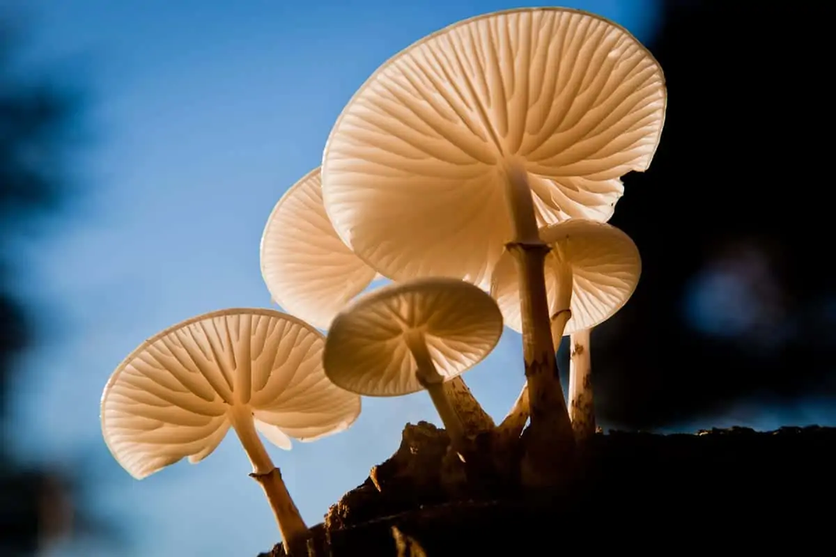 magic mushrooms richmond park