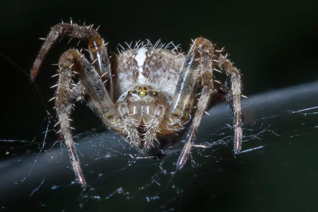 Scary Spiders Pictures - Huge, Hairy & Frightning Spiders