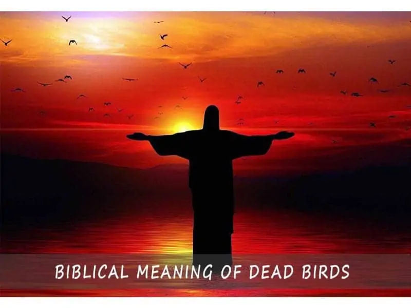 Biblical Meaning Of Dead Birds