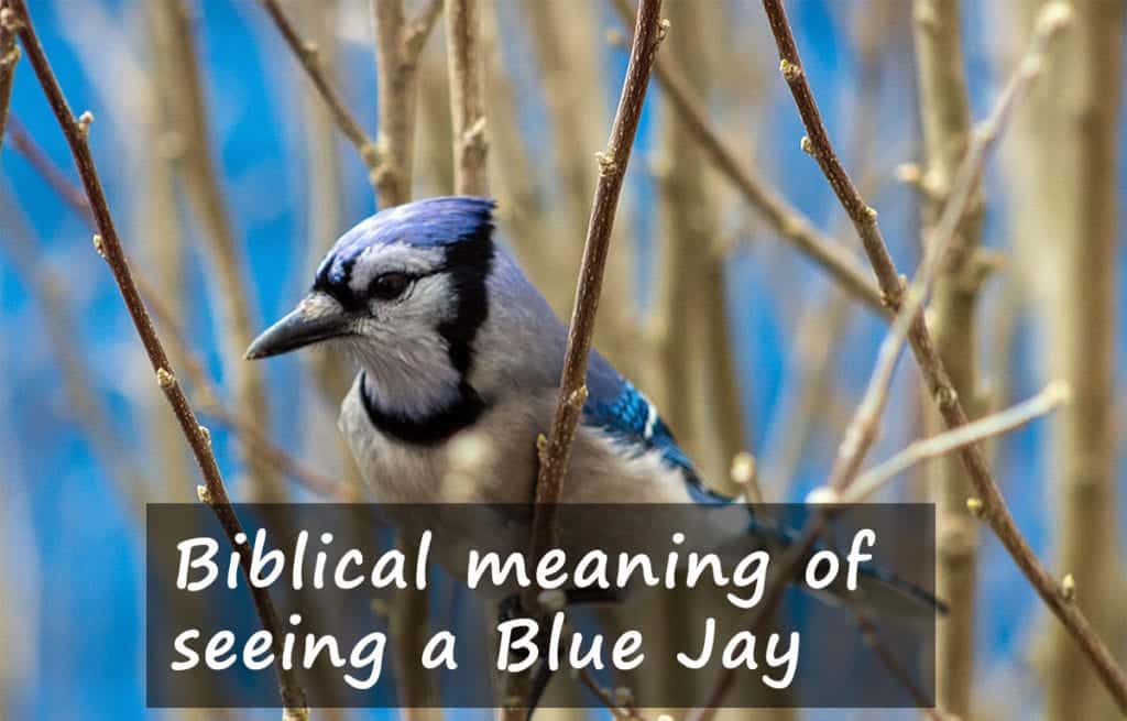 blue-jay-symbolism-spiritual-and-biblical-meaning-good-luck-or-an-omen