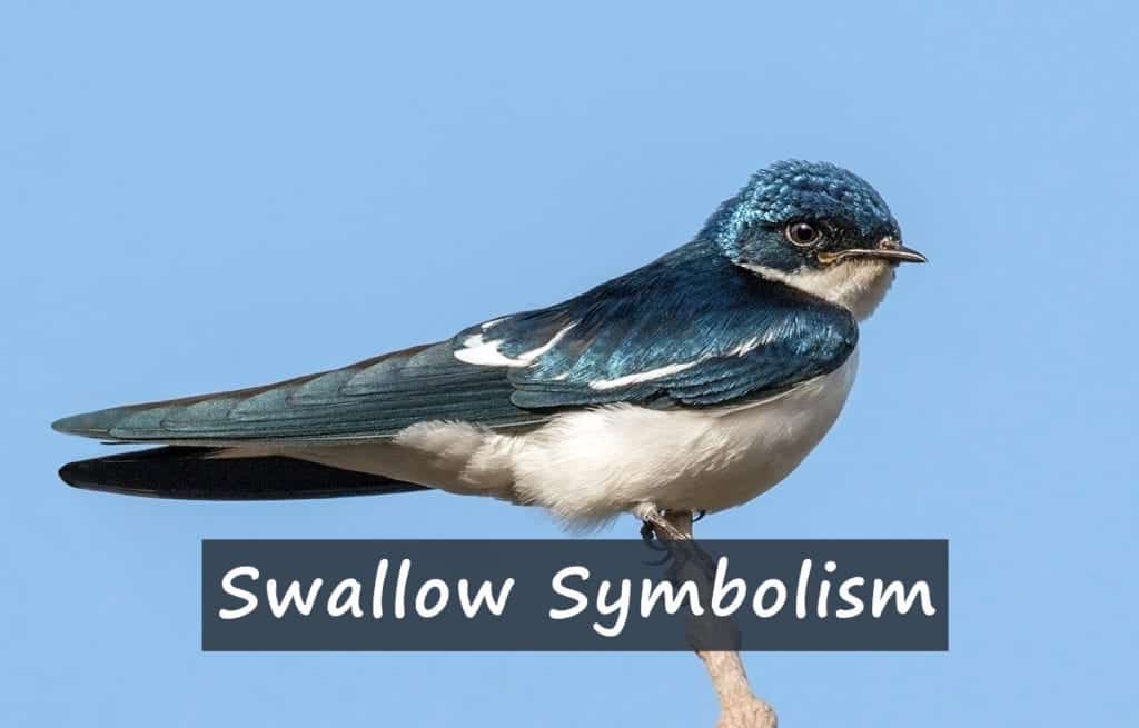 Swallow Symbolism The Bird s Meaning As A Spirit Animal