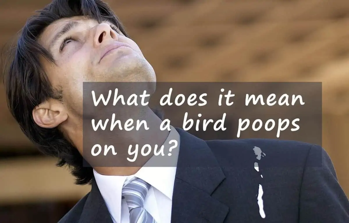 What does it mean when a bird poops on you