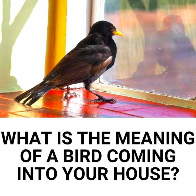 a-bird-flying-into-your-house-is-the-meaning-just-superstition