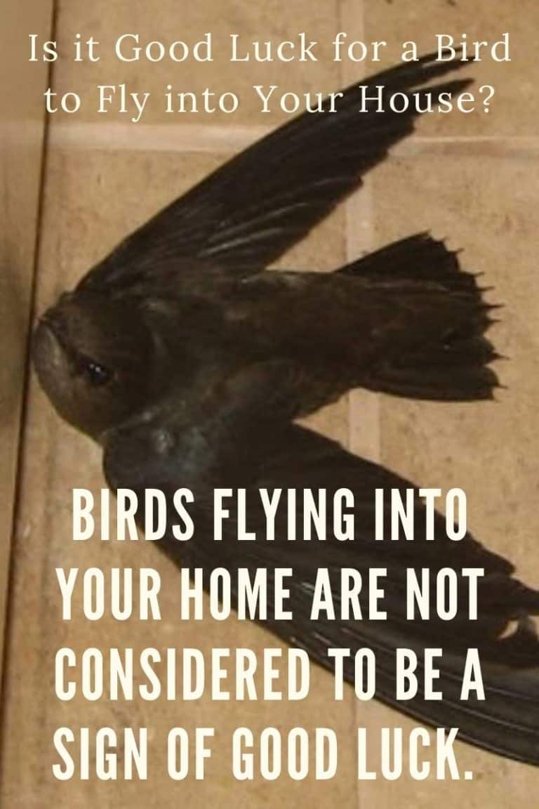 bird-in-house-meaning-good-luck-or-just-superstition