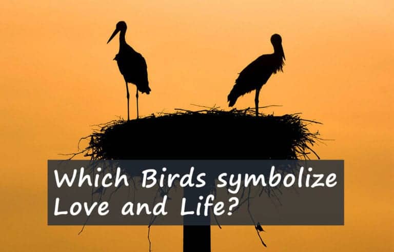 which-birds-symbolize-love-and-life-feathered-symbols-explored