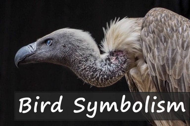 bird-symbolism-spiritual-bird-meaning-the-ultimate-guide