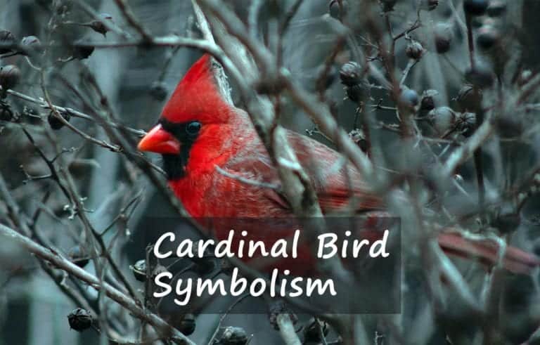 cardinal meaning