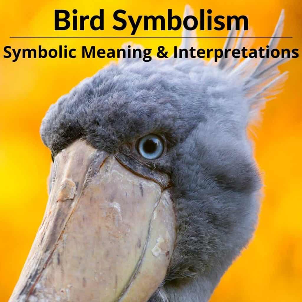 bird-symbolism-spiritual-meaning-the-ultimate-guide