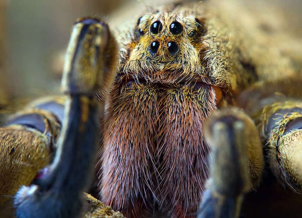 Scary Brazilian Wandering Spider