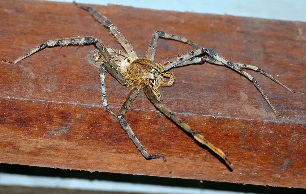 huge scary huntsman picture