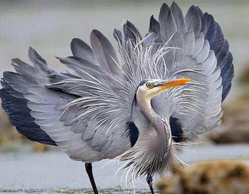 The heron is a symbol of attaining wisdom