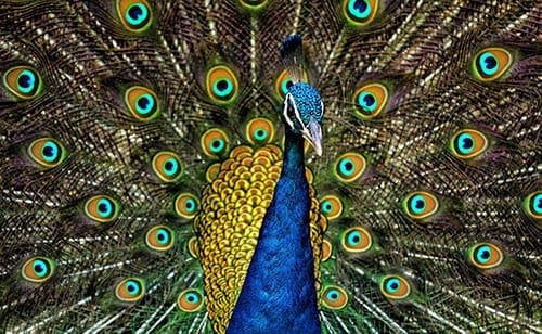 peacock symbolism