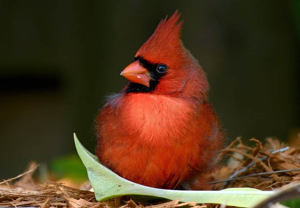 Cardinal Symbolism Christianity