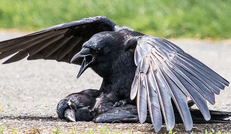 Seeing A Dead Crow SYMBOLISM