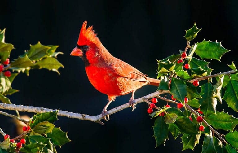 cardinal meaning