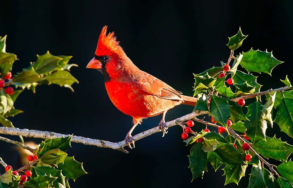 Cardinal - Sincerity and Truthfulness