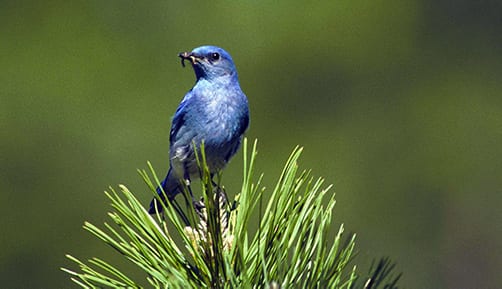 blue bird symbolism