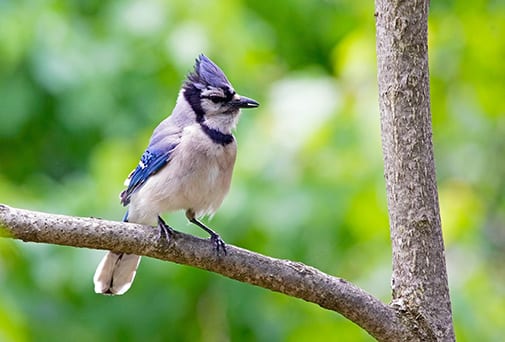 blue jay symbolism