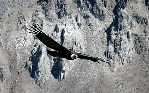condor symbolism