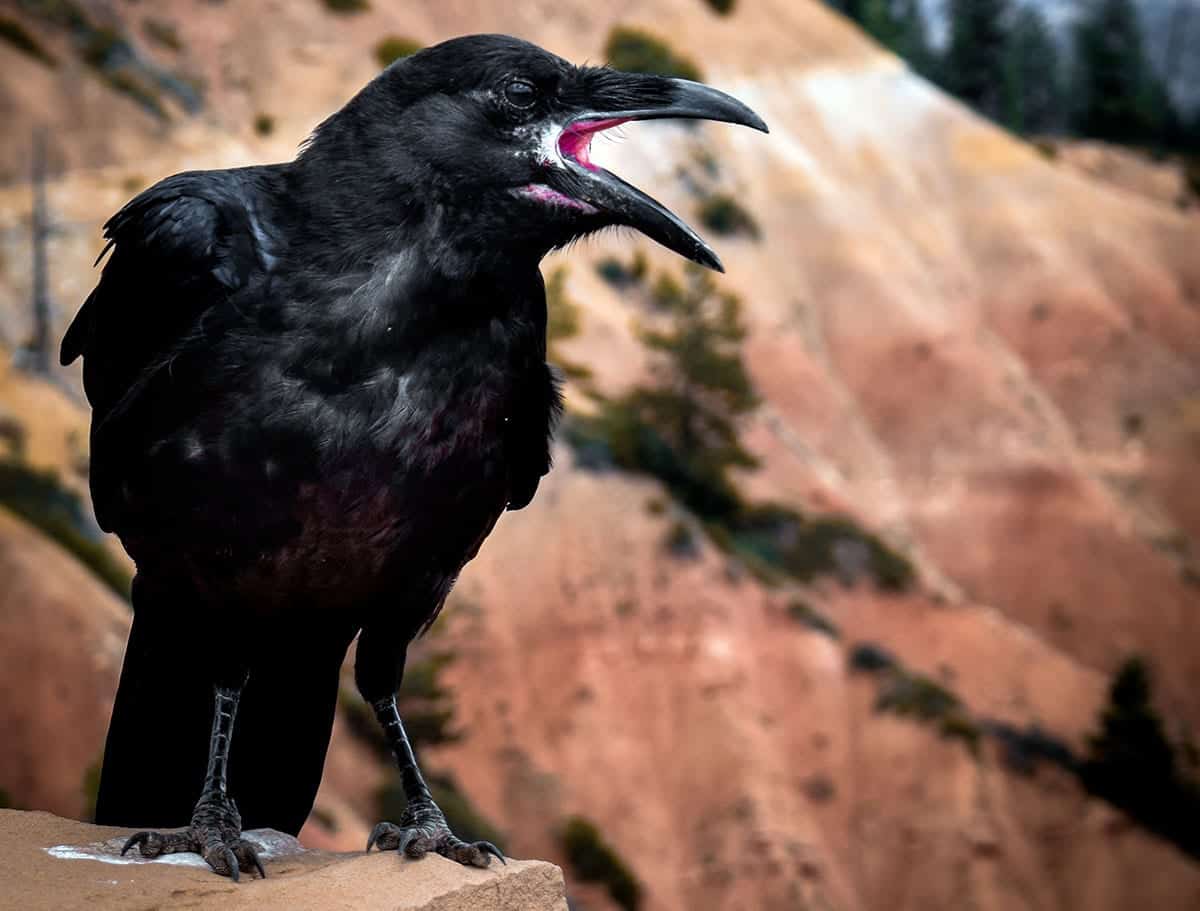 Dead Crow Meaning Their Presence Acting As A Warning