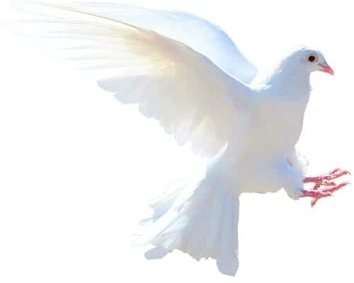 dove - meaning peace