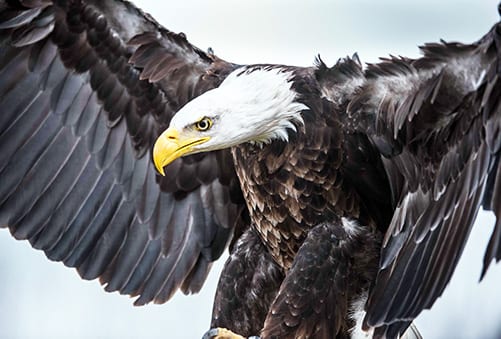 eagle symbolism