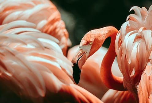 flamingo personifies romance, generosity