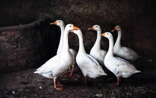 goose birds symbol