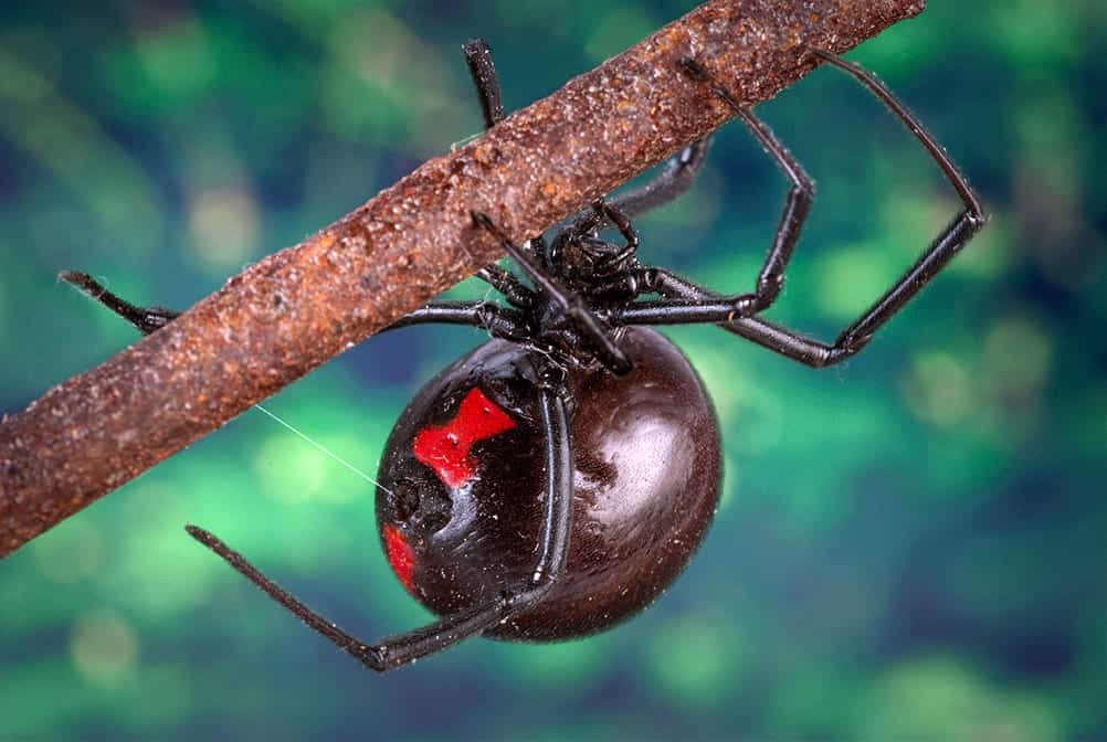 big and scary Black Widow spider picture