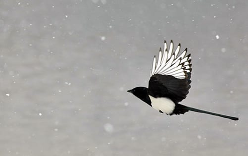 The magpie is a symbol of intelligence