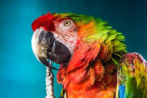 parrot stands for communication