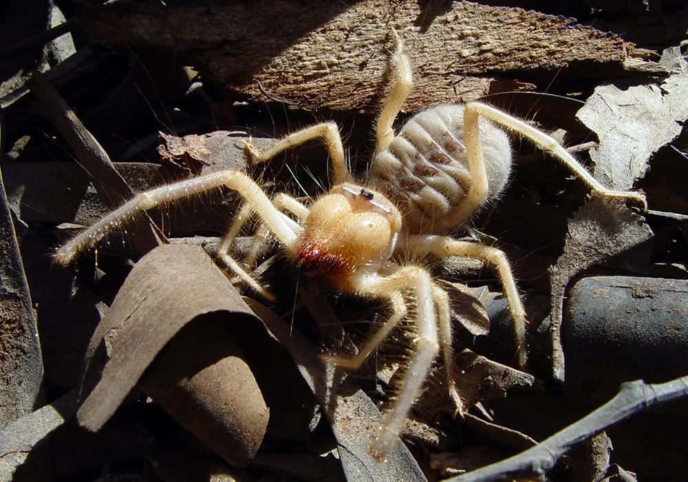 Scary Spiders Pictures - Huge, Hairy & Frightning Spiders