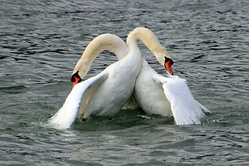 swan symbolism