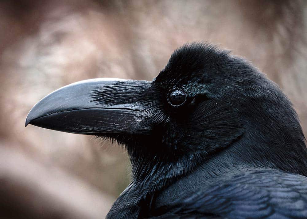 Crow Symbolism