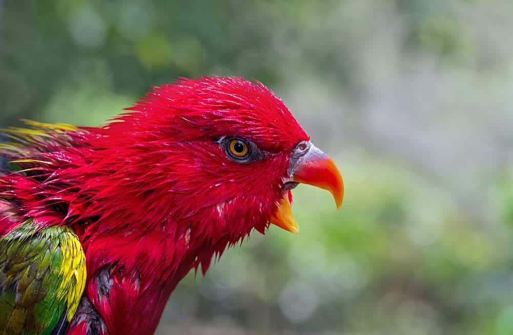 symbolism-red-bird