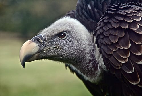 vulture symbolism