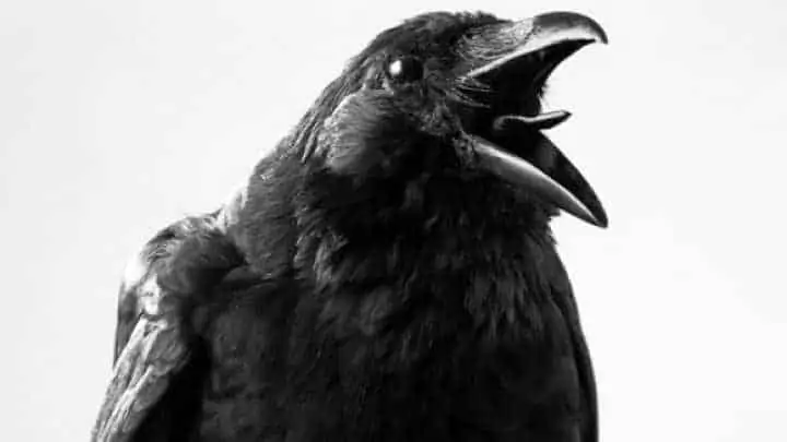 Crows-Bird-of-Death