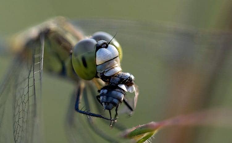 Dragonfly Death