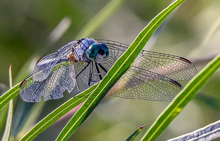 Dragonfly a Common Symbol?