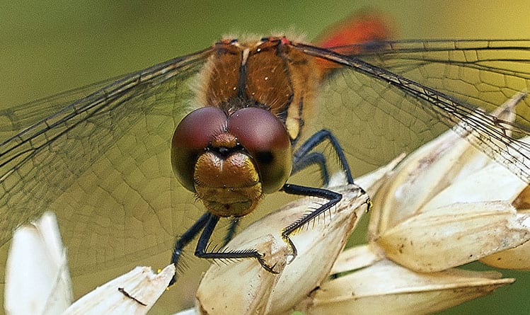 Interpretations of the dragonfly meaning