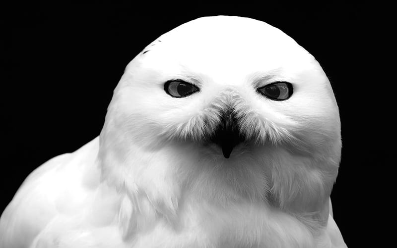Owls symbolism