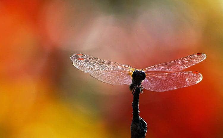 Meaning of dreaming of Dragonflies