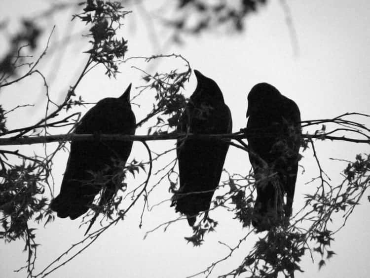 3 Crows meaning