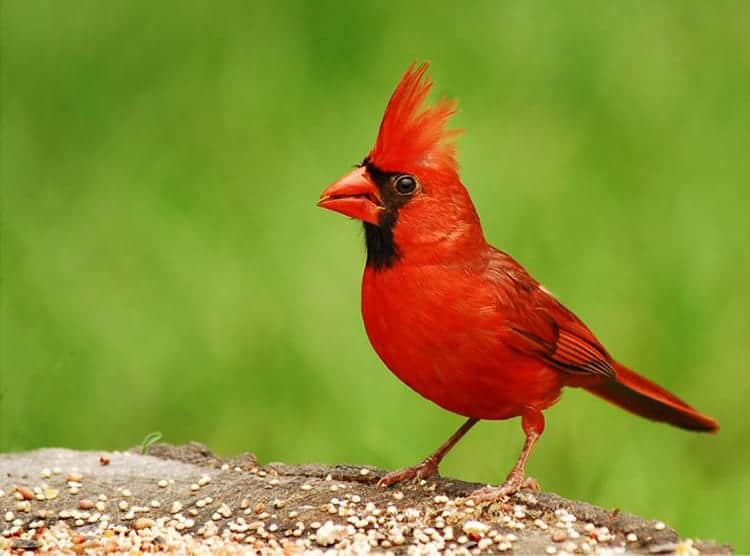 Cardinal Bird meaning