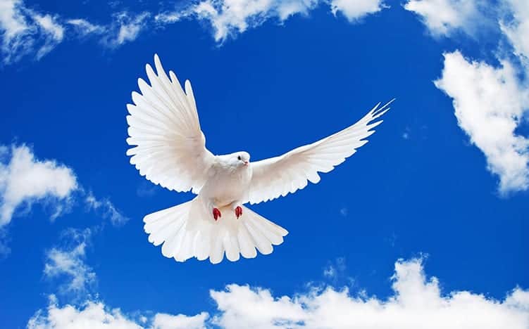 Dove peace symbol