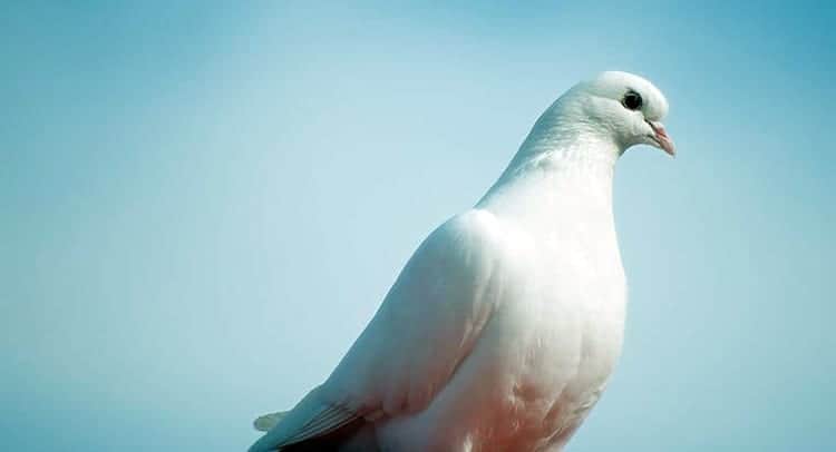 Dove spiritual meaning