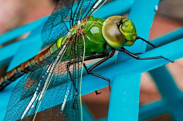 Meaning of a Dragonfly Sighting