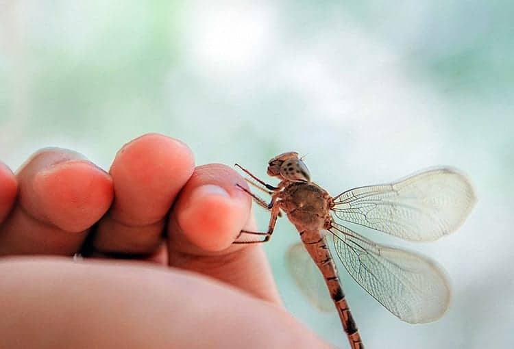 Meaning of a dragonfly landing on you